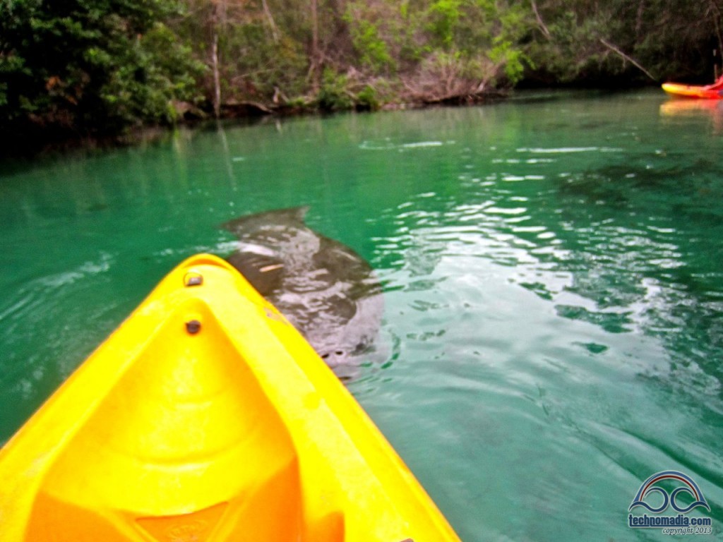 Manatee off the starboard bow!! 