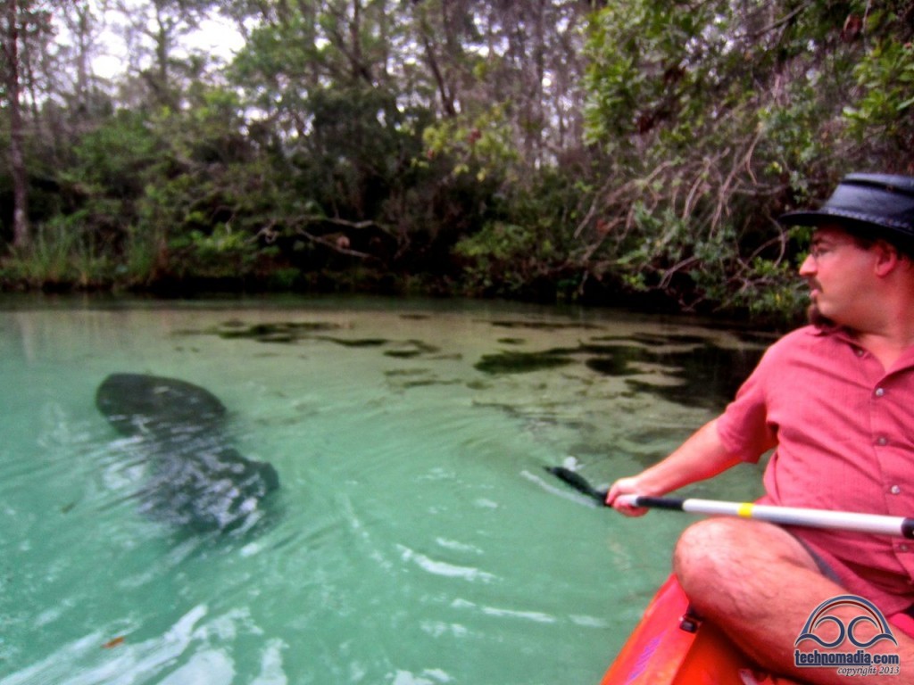 Manatees!!