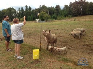 Feeding the pigs...