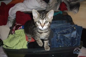 This was my only dresser for my first 4 years on the road. (For size scale, that's Kiki at 9 weeks old.)