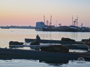 Sealions just around the corner!