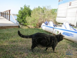 The Sea Eagle kayak is deploy, and Kiki spends all day playing on her little beach catching lizards (she's starving, you know.)