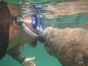 A group of us went snorkeling with manatees a few days ago. 