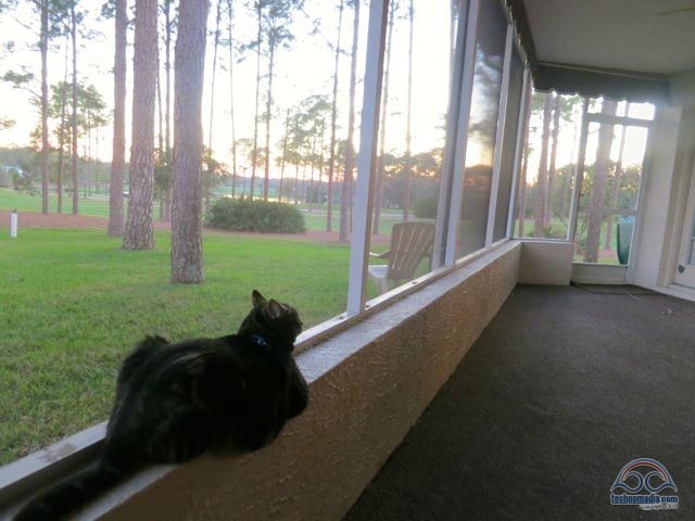 Kiki digs the new view at her Grandmeow's new Florida house.
