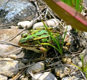 Beautiful frogs we found in Cheboygan