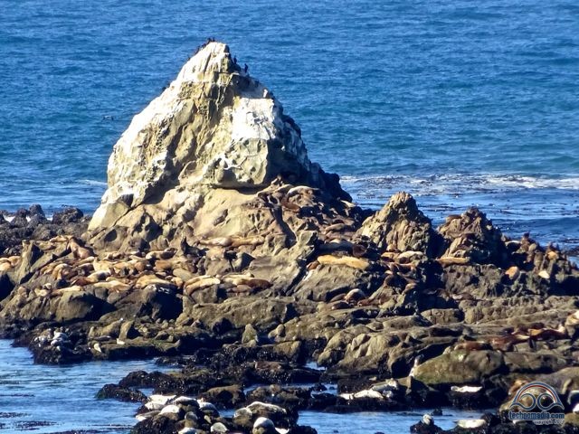Seals and sea lions.. about a mile off shore. (I'm thinking I love my new Sony X350 camera!)