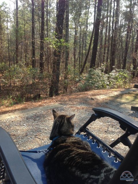 Summoning spring in Georgia.