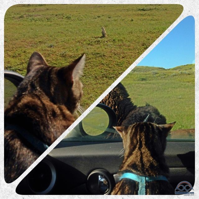 Prairie dogs and bison where wildlife highlights of our trip across country!