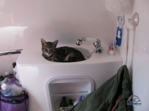 I had to nap in the sink :(