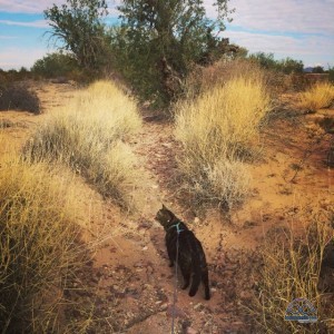 Kiki checking out her new digs. She's always excited when we land at a new spot. 