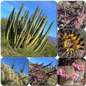 So many cacti... so little time. 