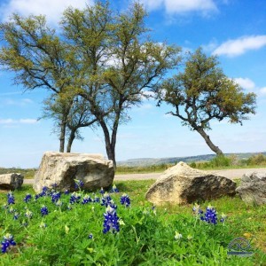 We've arrived to the hill country of Texas just in time for wild flowers. The bluebonnets are just starting to pop! Love this time of year!
