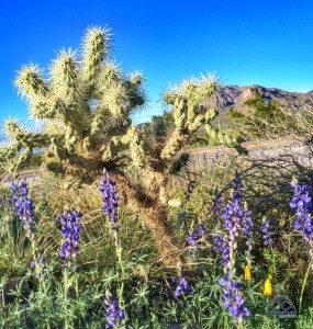 RVing can be prickly from a legal stand point. 