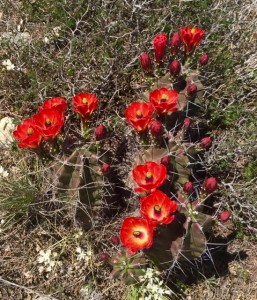 We're a bit sad to be leaving desert blooms behind... but hello TREES!