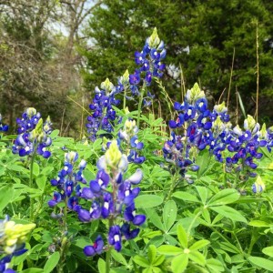 The bluebonnets came out early this year. 