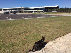 Kiki wondering why we stopped at the infinity Visitors Center.. certainly there are more important cat-things to do?