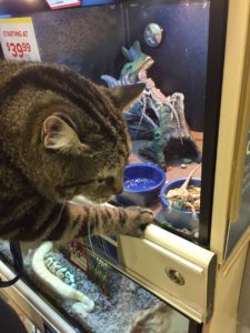 Kiki doing some shopping at Petsmart after her exam. 