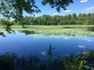 The campground sits along lovely Lake Norton, and it's chorus of critters. 