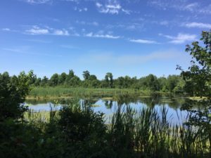 Lots of wildlife along the ponds and lakes. 