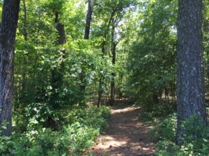 Hiking trails right from the campground. 