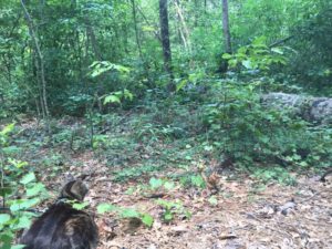 Kiki prefers forested campsites to bus garages. 