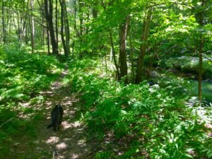 Great little brookside nature trail within the park - definitely doesn't feel like a typical 'RV Park'. 