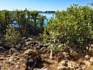One of Kiki's favorite spots to hunt lizards!