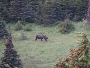 It's a fricken moose. In the wild. 