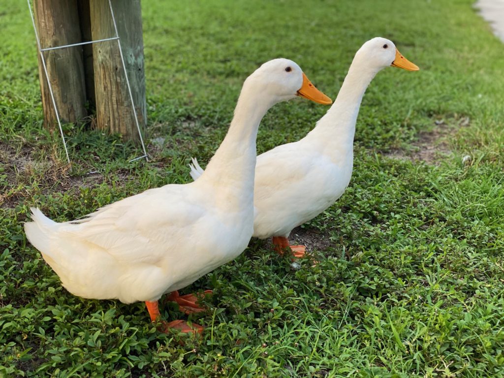 These guys.. always up for a conversation. 