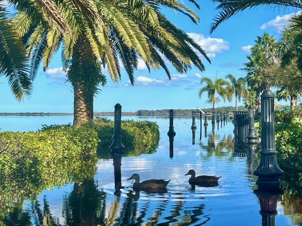 Ducks swimming on a sidewalk along the lake we frequent. 